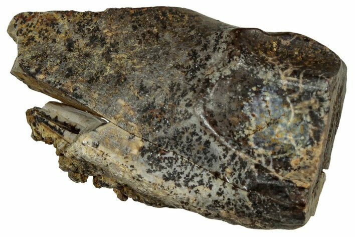 Large, Fossil Triceratops Shed Tooth - Montana #350655